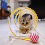 Interactive S-Spring Cat Tunnel With Pendants And Bells 6 10333 616A83